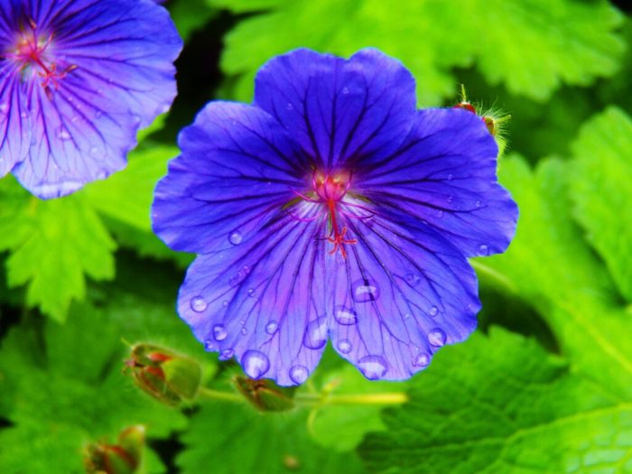 Flowers to plant in may