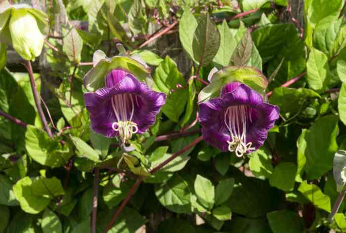 Plant with brown cup-like flowers