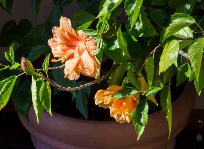 Why is my hibiscus plant not flowering