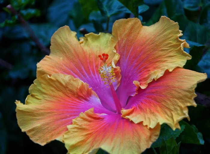 Why is my hibiscus plant not flowering