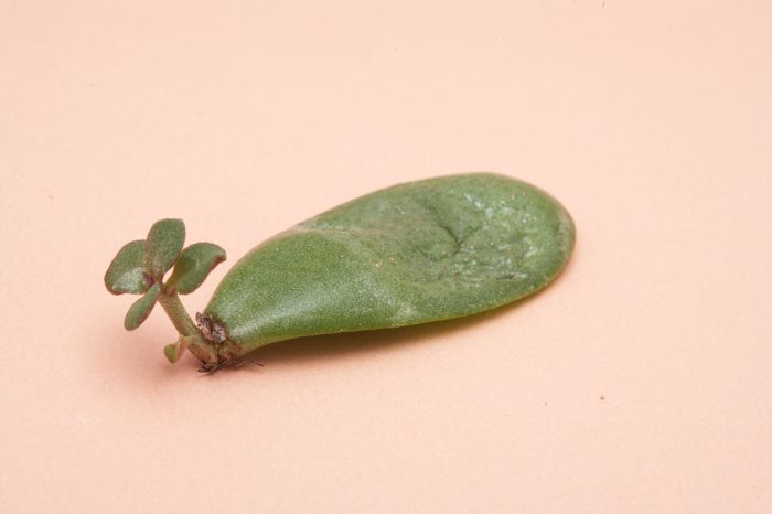 Can you root jade plant cuttings in water