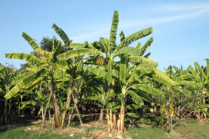 Do banana plants need lots of water