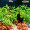 Can You Use Aquarium Water to Water Plants?