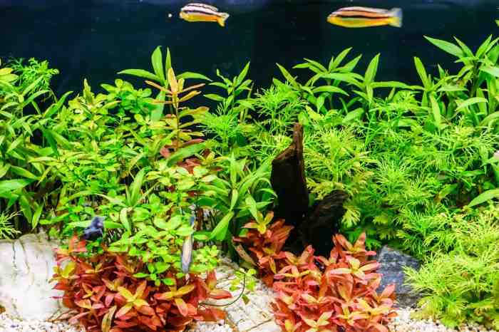 Can you use aquarium water to water plants