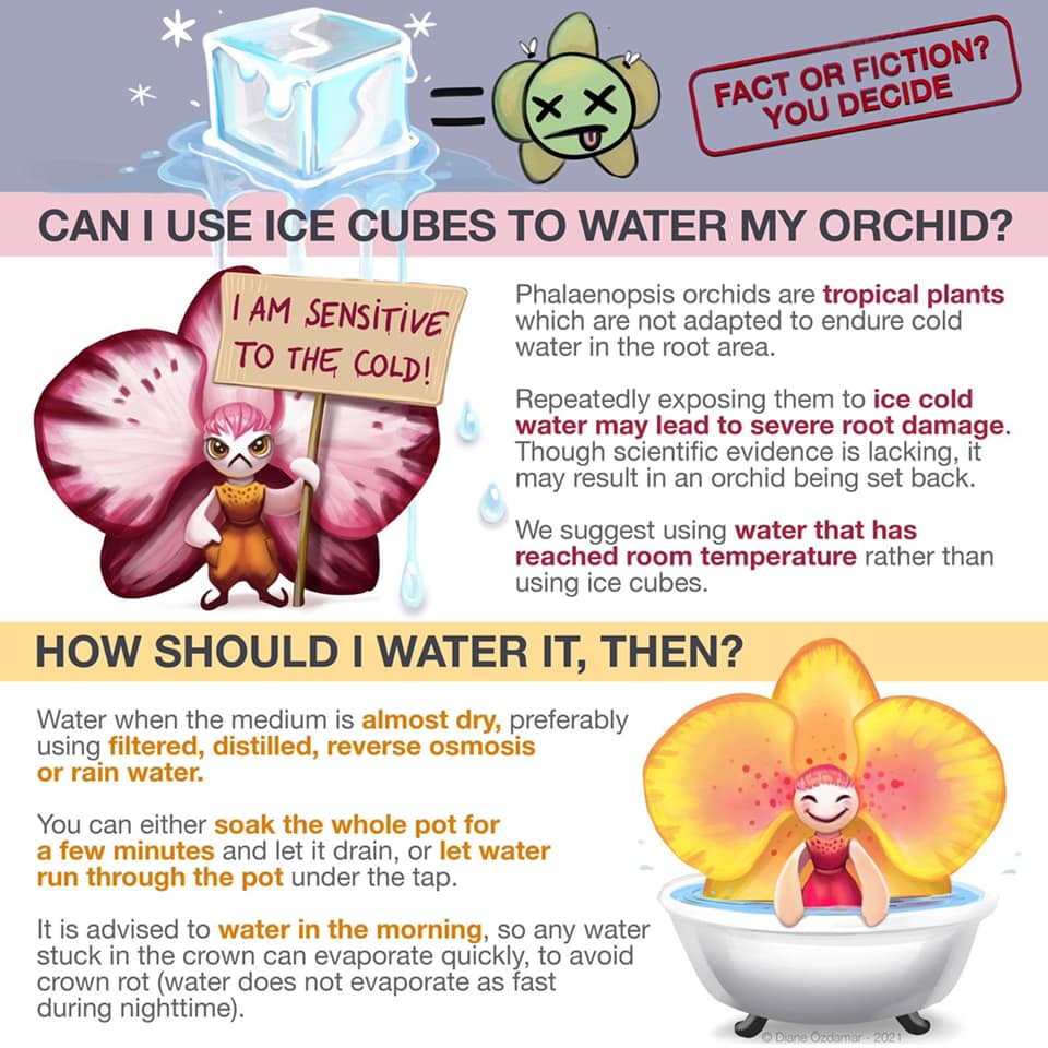 Can you water plants with ice cubes