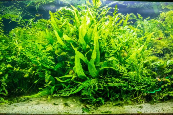 Can you use fish tank water for plants