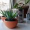 Can You Water Indoor Plants with Soft Water?