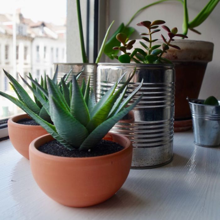 Can you water indoor plants with soft water