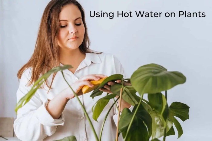 Can you water plants when it's hot