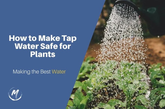 Can you use tap water to water plants