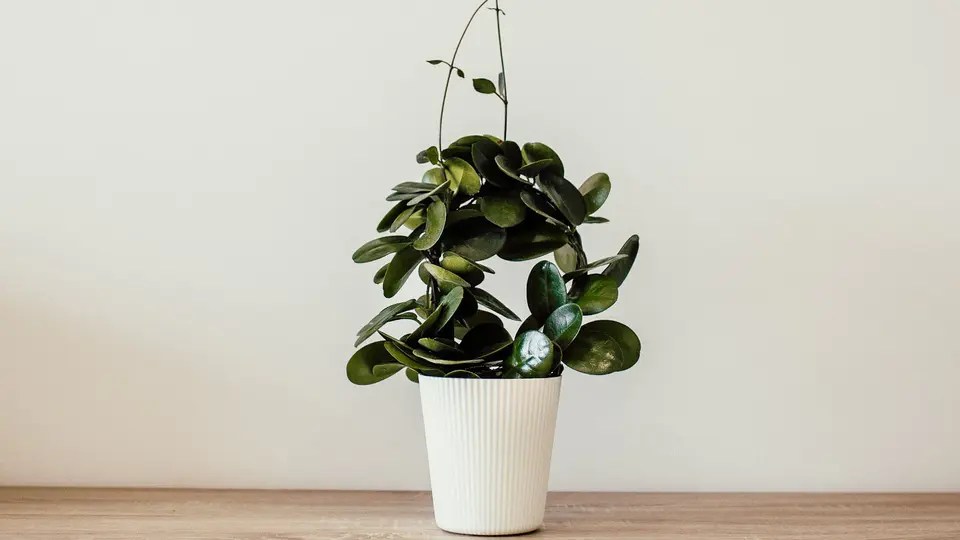 Can you water indoor plants with soft water