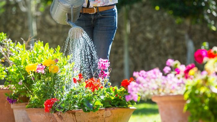 Can you use shower water to water plants