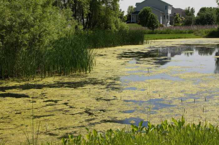 Can you use algae water for plants