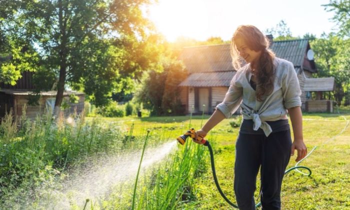 Can you use softened water for plants