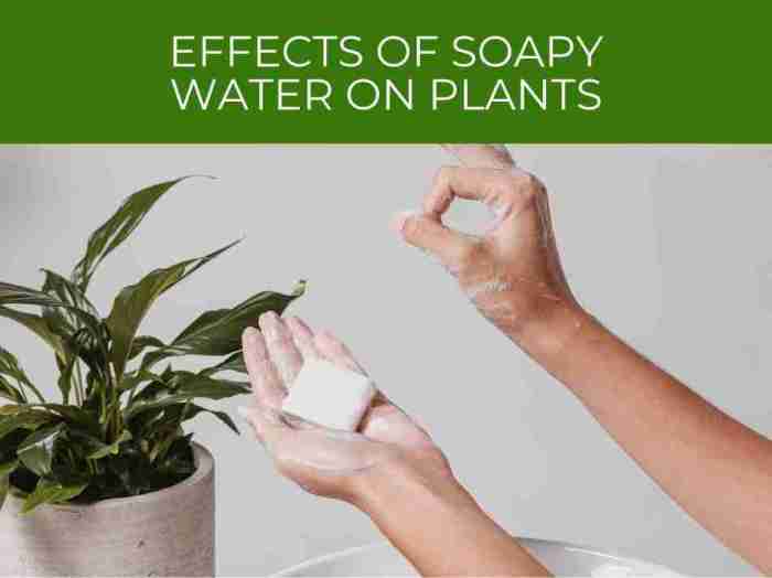 Can you spray plants with soapy water