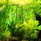 Can You Use Fish Tank Water for Plants?