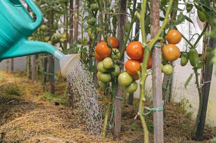 Can you water tomato plants in the sun