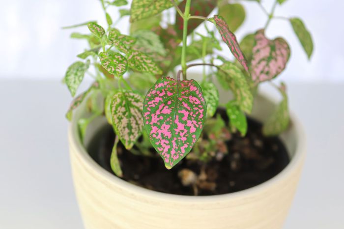 Can you propagate polka dot plant in water