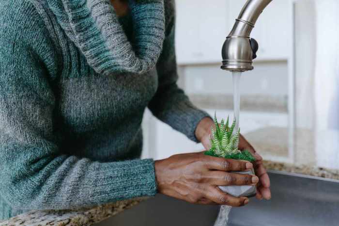 Can you water air plants with tap water