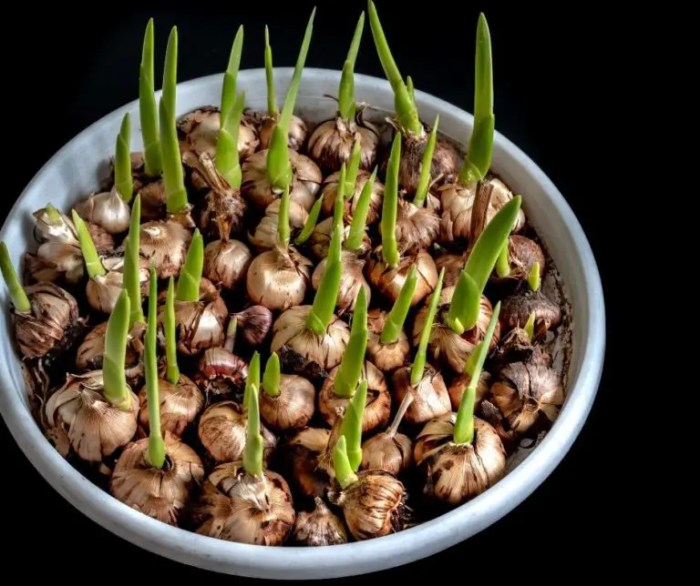 Do i water bulbs after planting