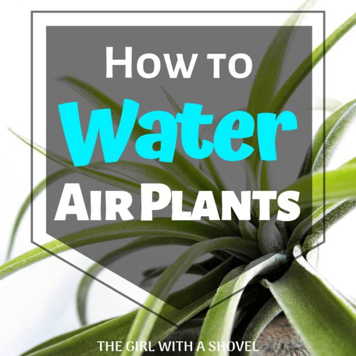 Can you water air plants with tap water