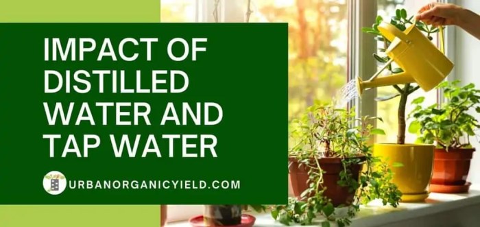 Can you use distilled water for weed plants