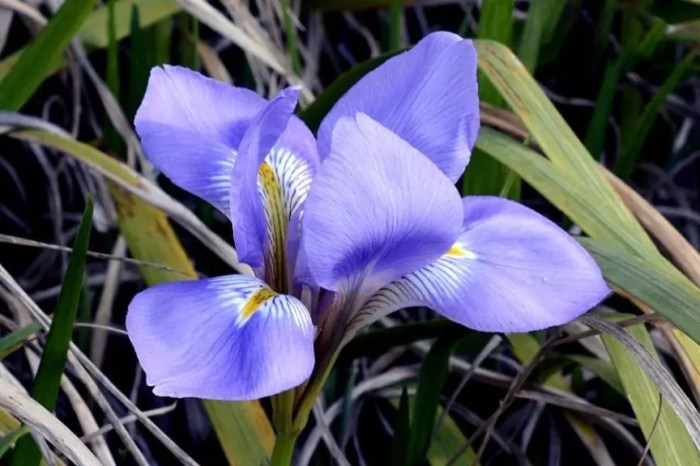 Do iris plants need a lot of water