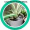 Can You Use Softened Water for Plants?