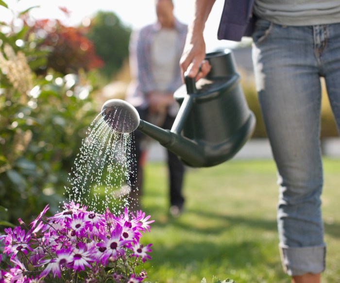 Can you water plants when it's hot