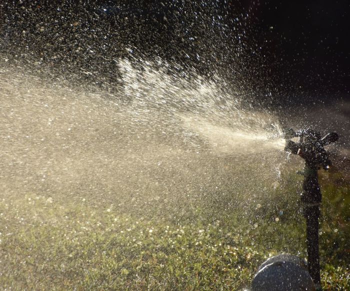 Can you water the plants at night