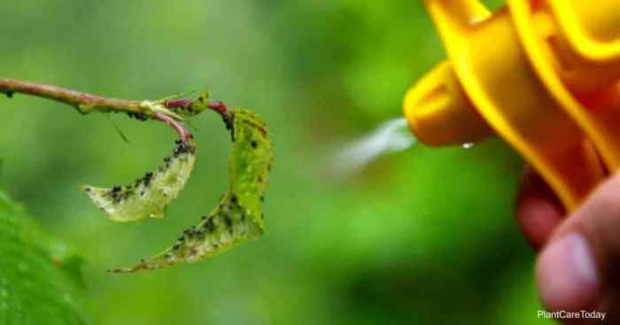 Can you spray plants with soapy water