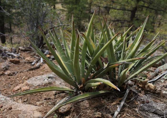 Can you propagate yucca plant in water