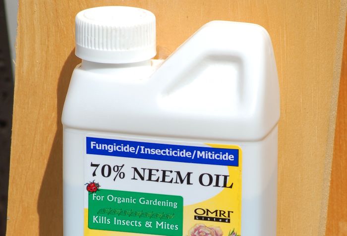 Can you water plants after applying neem oil