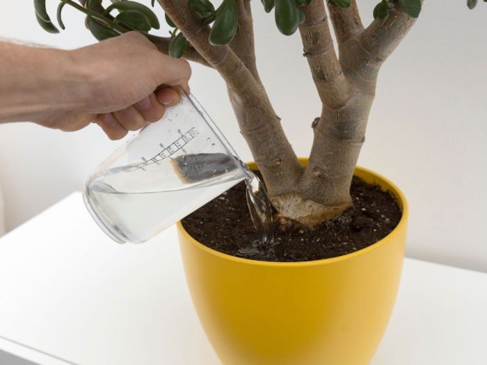 Can you put distilled water on plants