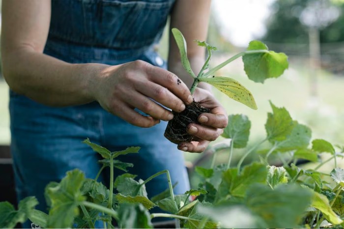 Can you water plants in cold weather