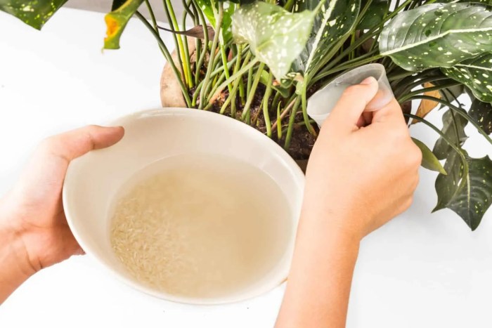 Rice plants water