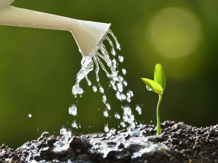 Can you water plants with hot tub water