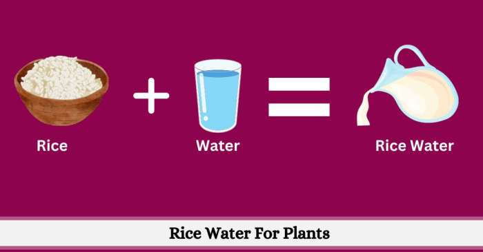 Can you use rice water for plants