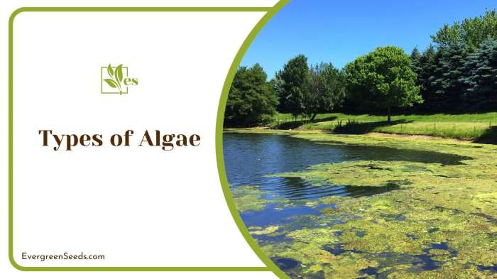 Can you use algae water for plants