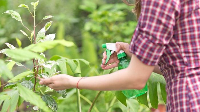 Can you water plants with neem oil