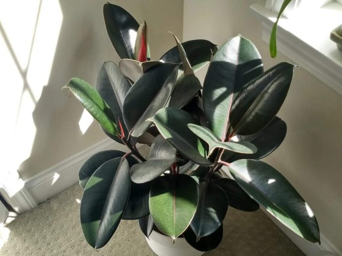 Can you propagate rubber plant in water