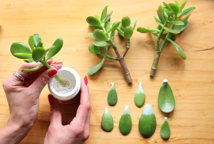 Can you root jade plant cuttings in water