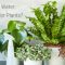 Can You Water Your Plants With Softened Water?