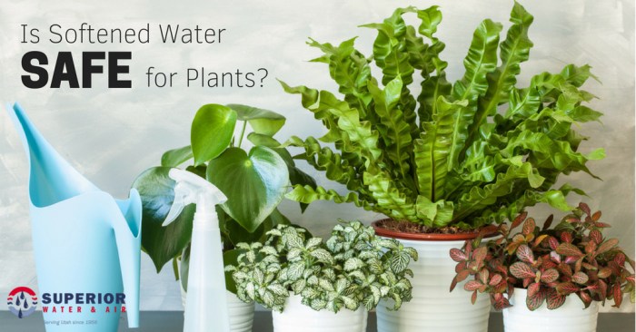 Watering indoor system irrigation houseplants