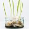 Do I Need to Water Garlic After Planting?