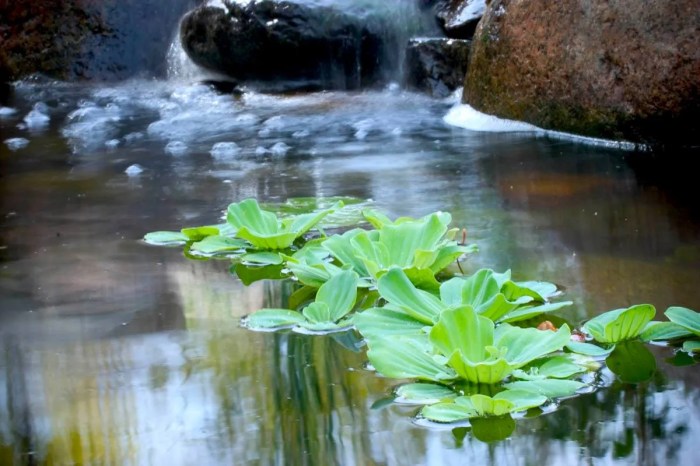 Pond watering pros cons produces ecosystem