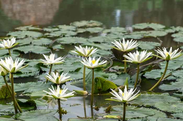 Can you water plants with spring water