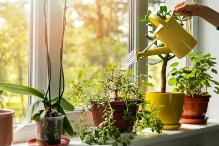 Can you water your plants with softened water