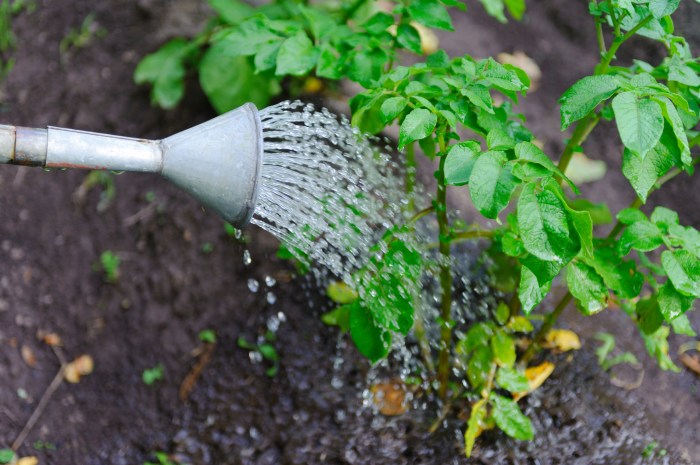 Watering system benefits automatic garden