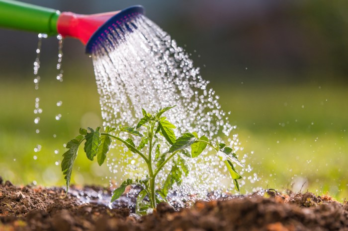 Can you water plants with seltzer